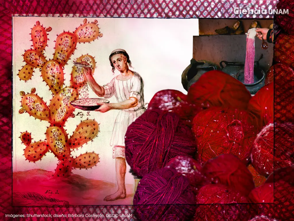 Painting with Cochineal Colours