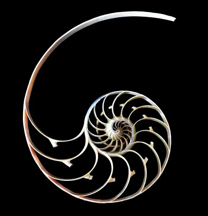 Folding the Nautilus Spiral – Creative Workshop